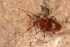 Paraspeonomus vandeli